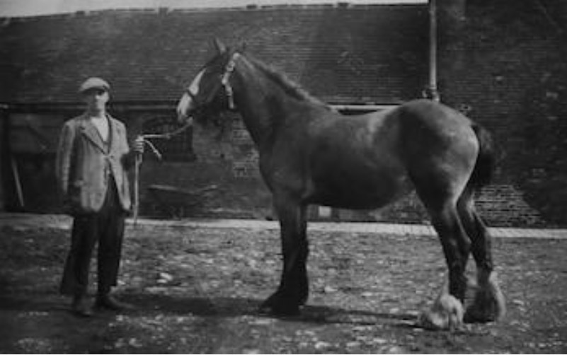 Andrew Dakins' grandfather Jack Dakin on the farm in the 1950s with a Shire horse CREDIT: Lorne Campbell/Guzelian